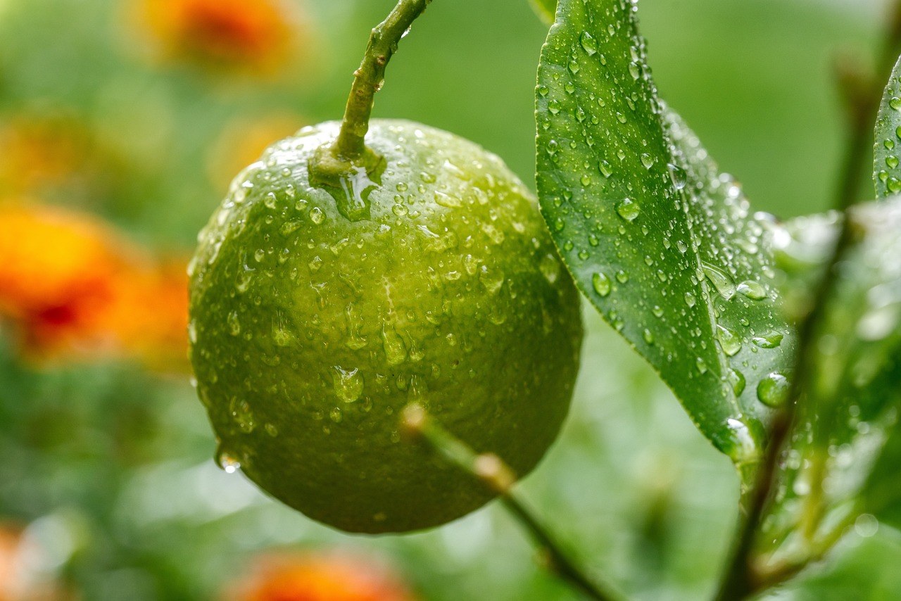 ISO FSSC22000 — Food Safety System Certification Based on ISO 22000